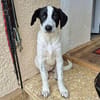 Kayleigh, jung, verspielt, es fehlt nur ihre eigene Familie