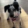 DOTTY - ein unwiderstehlich süßes Hundemädchen