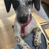 DOTTY - ein unwiderstehlich süßes Hundemädchen