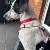DOTTY - ein unwiderstehlich süßes Hundemädchen
