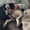 DOTTY - ein unwiderstehlich süßes Hundemädchen