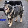 Rambo, 04/22 - ruhiges Bärchen wartet in 91413 NEA