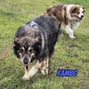 Rambo, 04/22 - ruhiges Bärchen wartet in 91413 NEA