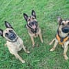 Junger Traumhund Gaspard sucht Traumzuhause