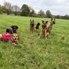 Junger Traumhund Gaspard sucht Traumzuhause