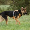 Junger Traumhund Gaspard sucht Traumzuhause