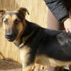 Junger Traumhund Gaspard sucht Traumzuhause