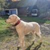 Chopper sucht sein Traumzuhause