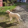 Chopper sucht sein Traumzuhause