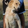 Jazz - kinderlieber Familienhund
