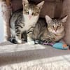 Hübsche, anhängliche Katzen Stig und Pola