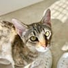 Hübsche, anhängliche Katzen Stig und Pola