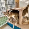 Hübsche, anhängliche Katzen Stig und Pola