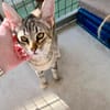 Hübsche, anhängliche Katzen Stig und Pola