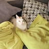 Hübsche FIV positive Fleki sucht liebevolle Familie