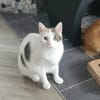 Hübsche FIV positive Fleki sucht liebevolle Familie