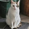 Hübsche FIV positive Fleki sucht liebevolle Familie
