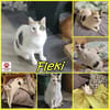 Hübsche FIV positive Fleki sucht liebevolle Familie