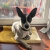 Gohan - Zuhause gesucht