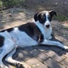 Gustav sucht sein Für-immer Zuhause