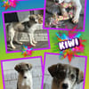 junges lustiges Hundemädchen Kiwi auf PS 91278