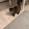 STEFANIE - verschmuste Schönheit sucht ihr Zuhause