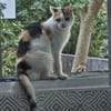 Die Freundinnen Perla FIV+ und Karla suchen ein neues Zuhaus