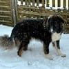 Nemo sucht konsequente Rassekenner