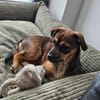 Lara sucht ihr Für-immer-Zuhause!