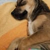 Lara sucht ihr Für-immer-Zuhause!