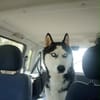 Argo