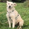 Gisela - klug, unerschrocken, loyal, anhänglich