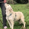 Gisela - klug, unerschrocken, loyal, anhänglich