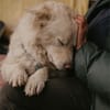 Gisela - klug, unerschrocken, loyal, anhänglich