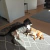 Nikita - fröhlich und verspielt