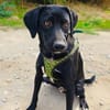 Labrador Mix Anton sucht ein Zuhause