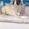 Wundervolle Daisy sucht ein liebevolles Zuhause oder eine