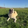Wundervolle Daisy sucht ein liebevolles Zuhause oder eine