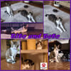 Die Brüder Tito und Toto Fiv+, unser DreamTeam
