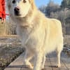 Knut sucht seinen Deckel/ in 82284