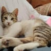 Peti, verspielter Schmusetiger, ca. 1 Jahr