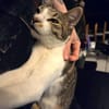 Peti, verspielter Schmusetiger, ca. 1 Jahr