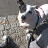 Bibi - stadttaugliche Katzenfreundin