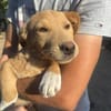Max - neugierig und verspielt sucht er sein Happy End