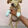 Max - neugierig und verspielt sucht er sein Happy End