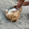 Max - neugierig und verspielt sucht er sein Happy End