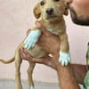 Max - neugierig und verspielt sucht er sein Happy End