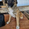 Junghündin Geta sucht ruhiges Zuhause