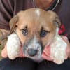 Sally - eine kleine Maus in Entdeckerlaune :)