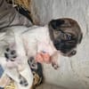 Sally - eine kleine Maus in Entdeckerlaune :)
